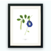 Print – Blue Butterfly Pea Print – Blue Butterfly Pea