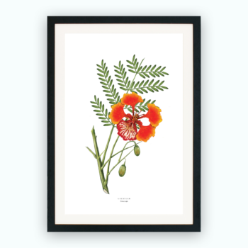Print – Gulmohar