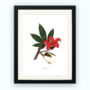 Print – Red Silk Cotton Print – Red Silk Cotton