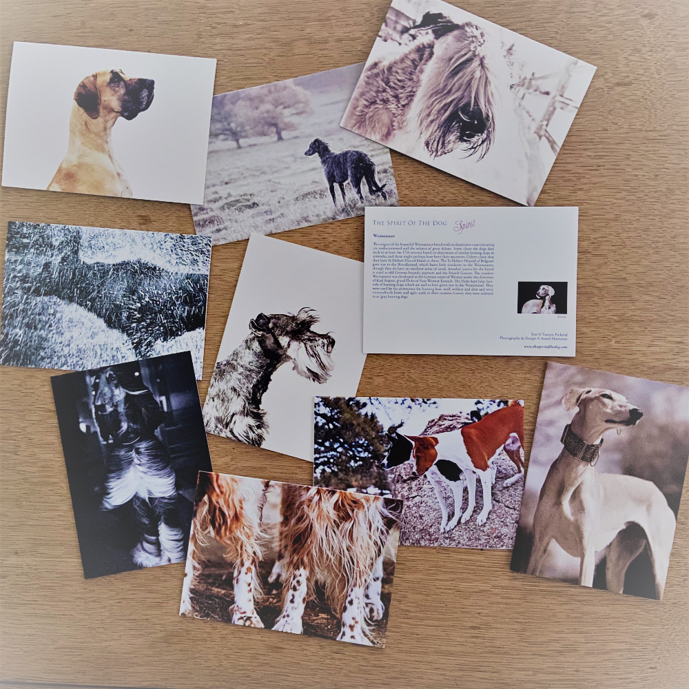Dog Cards Dog Cards - Image 2