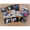 Horse Cards Horse Cards