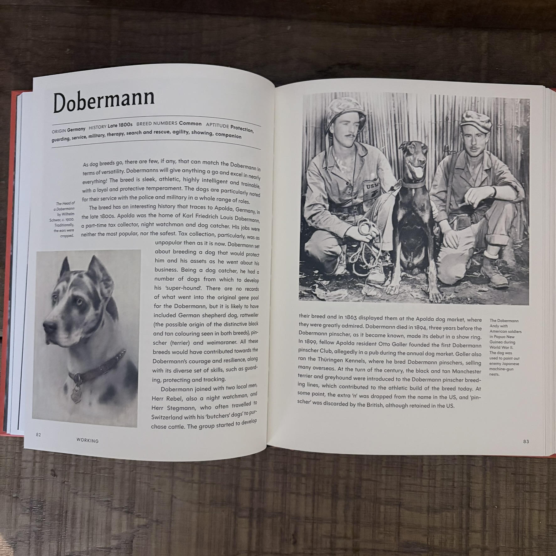 The Invention of the Dog The Invention of the Dog - Image 6